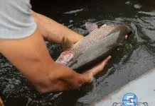 Bir Alabalık Kaç Ayda Yetişir? alabalık kaç ayda yetişir fetalabalık