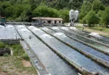 Havuzda Alabalık Nasıl Yetiştirilir? Alabalık Üretimi havuzda alabalik yetistiriciligi nasil yapilir alabalik uretimi