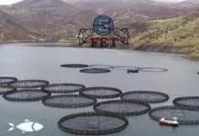 How to Increase Trout Production with a Trout Incubator Cabinet